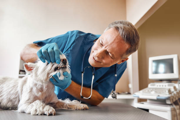 Best Chipped Tooth Repair Near Me  in Robstown, TX